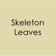 Cardstock - 8.5" x 11" - Skeleton Leaves - Heavy Weight